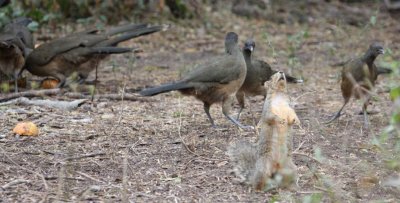 Fox Squirrel vs Plain Chachalacas 9212