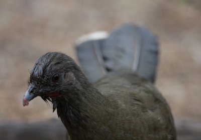 Plain Chachalaca 9251