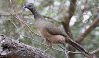 Plain Chachalaca 9260