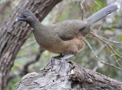 Plain Chachalaca 9266