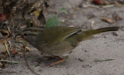 Olive Sparrow 9431