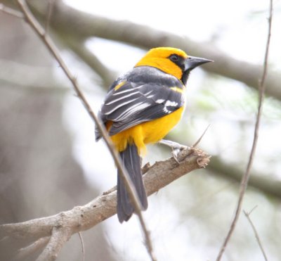 Altamira Oriole 9446