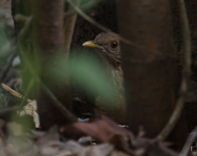 Clay-colored Thrush 9468