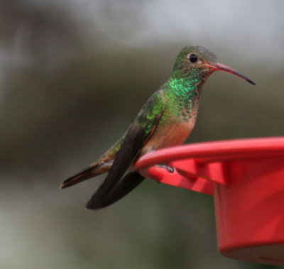Buff-bellied Hummingbird 9525
