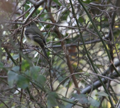Least Flycatcher 9673