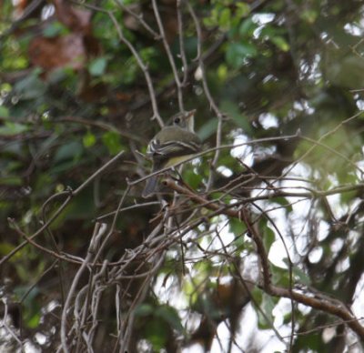 Least Flycatcher 9704