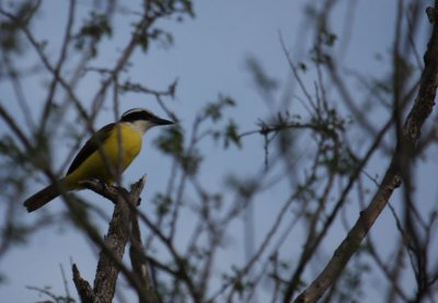 Great Kiskadee 9714