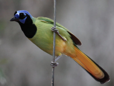 Green Jay 8250