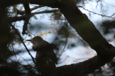 Golden-fronted Woodpecker 8252