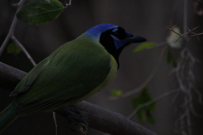 Green Jay 8259