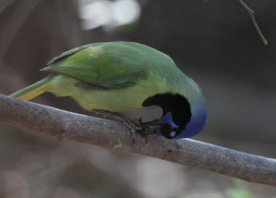 Green Jay 8273