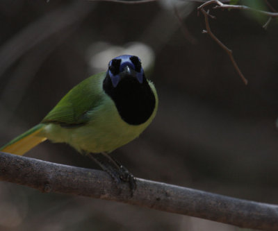 Green Jay 8277