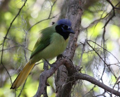 Green Jay 8346