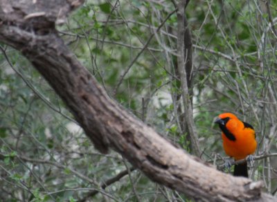 Altamira Oriole 8429