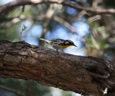 Yellow-throated Warbler 8601