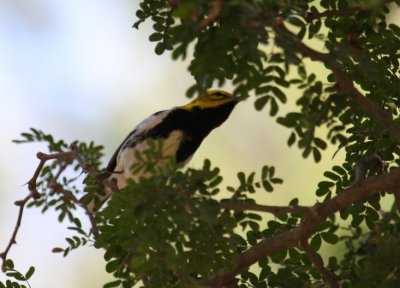 Black-throated Green Warbler 8619