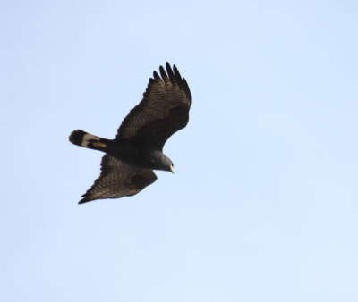 Zone-tailed Hawk 8664