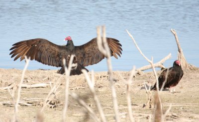 Turkey Vulture 7898