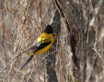 Audubon's Oriole 7955