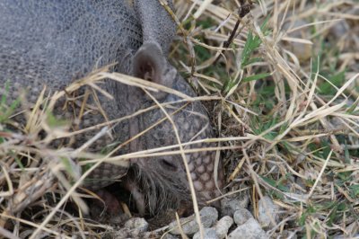 Nine-banded Armadillo 8069