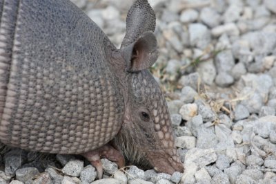 Nine-banded Armadillo 8091