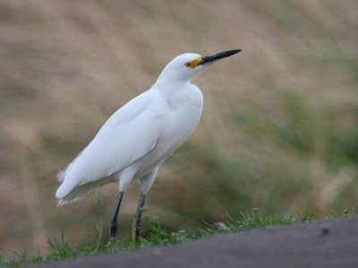 Snowy Egret 8113