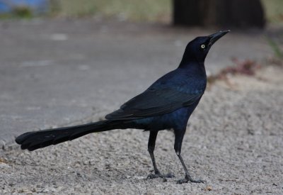 Great-tailed Grackle 8115