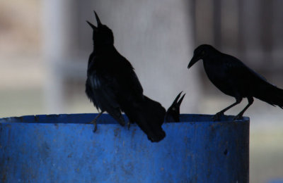trash birds 8144