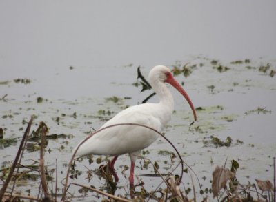 White Ibis 5835