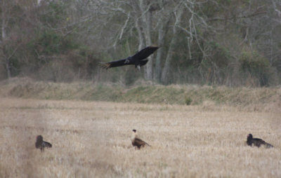 Crested Caracara vs vultures 5496