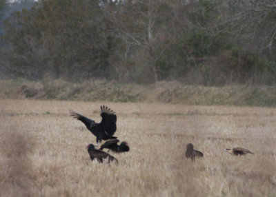 Crested Caracara vs vultures 5499