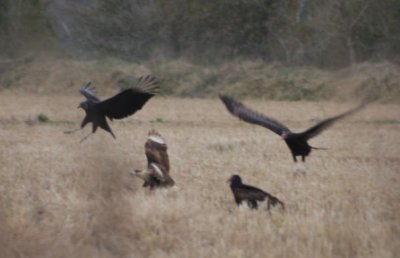 Crested Caracara vs vultures 5501