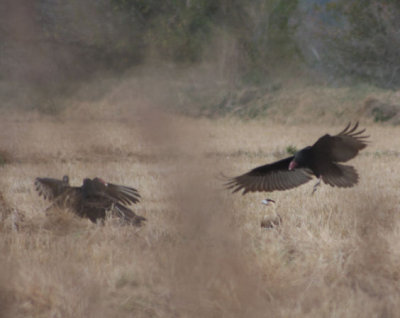 Crested Caracara vs vultures 5504