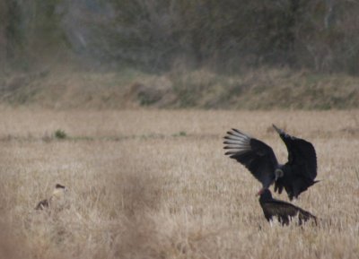 Crested Caracara vs vultures 5506