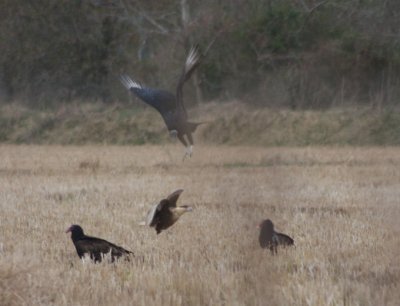 Crested Caracara vs vultures 5510