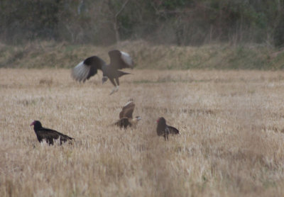 Crested Caracara vs vultures 5511