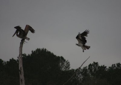 Osprey vs Brown Pelican 5079