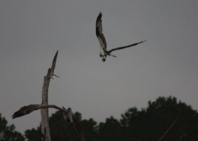 Osprey vs Brown Pelican 5082