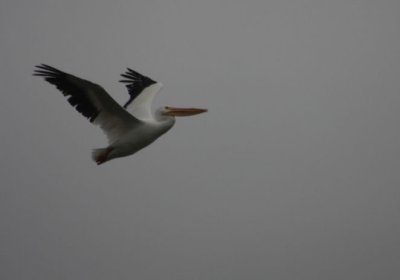 American White Pelican 5117