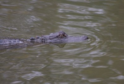 American Alligator 5144