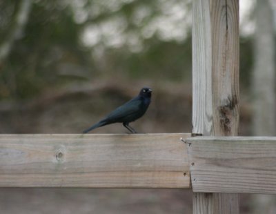 Brewer's Blackbird 4708