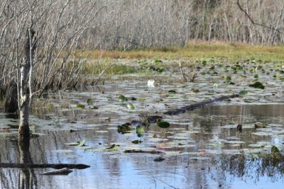 Spring Creek Swamp 4604