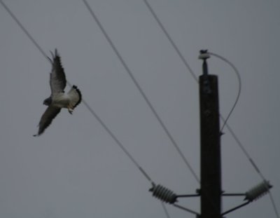 White-tailed Hawk 4473