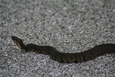 Western Cottonmouth 4192