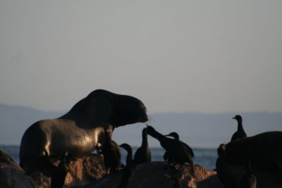 California Sea Lion 036