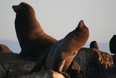California Sea Lions 053