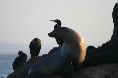 California Sea Lion 067