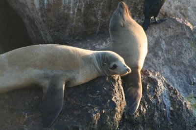 California Sea Lions 072