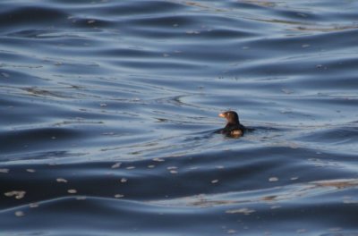 Rhinoceros Auklet 121