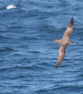 Pink-footed Shearwater 188